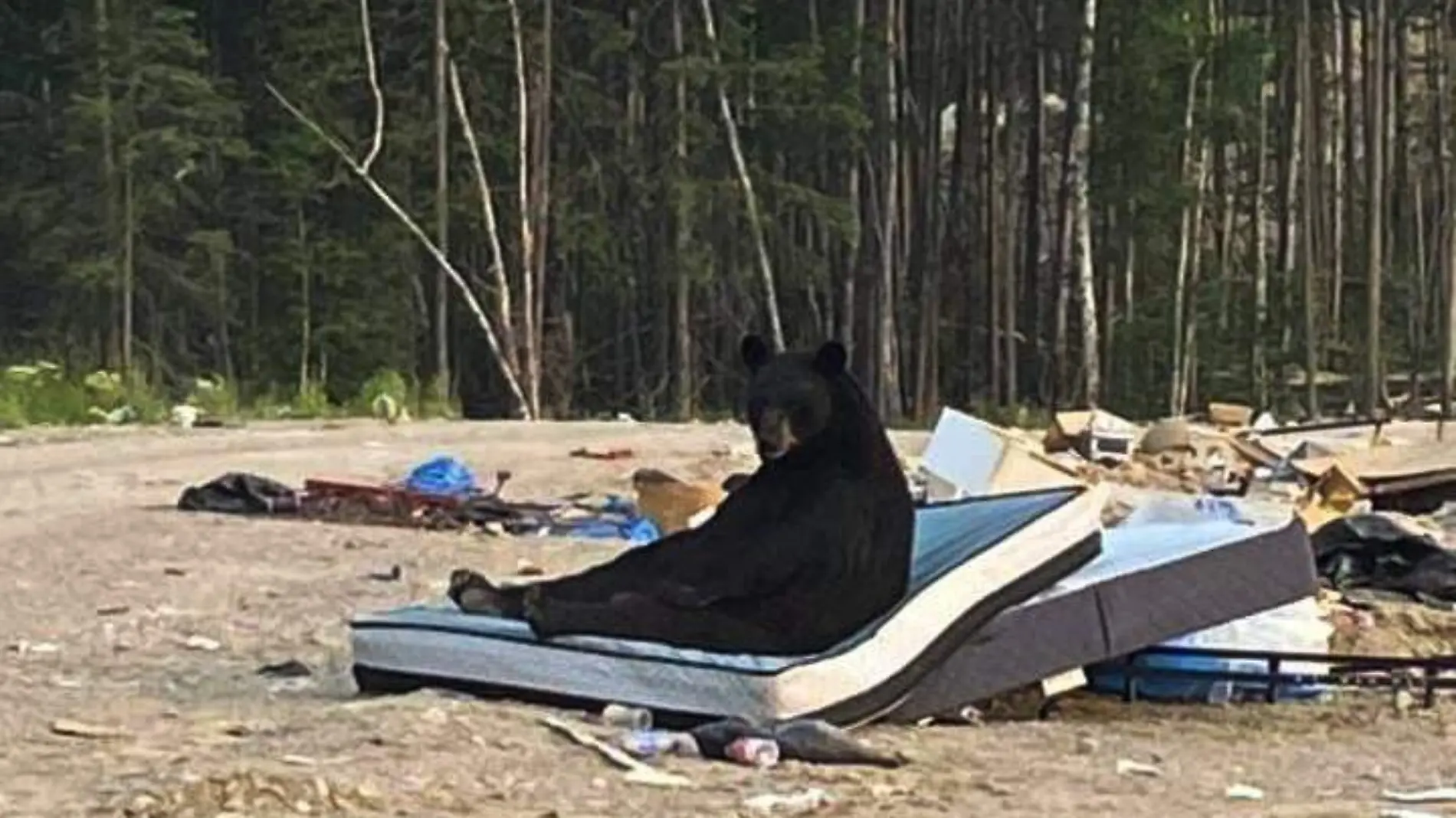 Oso tomando una siesta